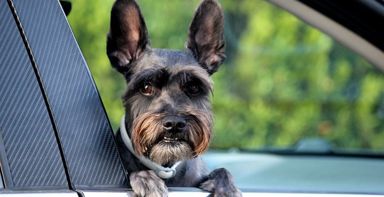 Voyager avec ses animaux de compagnie en camping-car à l’étranger